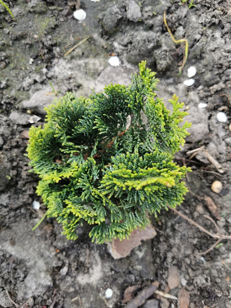 Cyprès hinoki ‘Nana Gracilis’ ( Chamaecyparis obtusa ‘Nana Gracilis’)