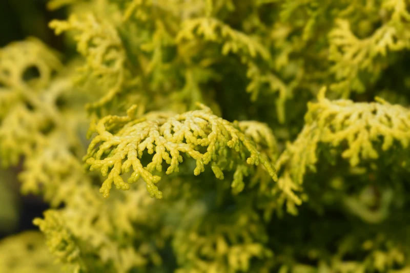 Cyprès Hinoki ‘Nana Lutea’ ( Chamaecyparis obtusa ‘Nana Lutea’)