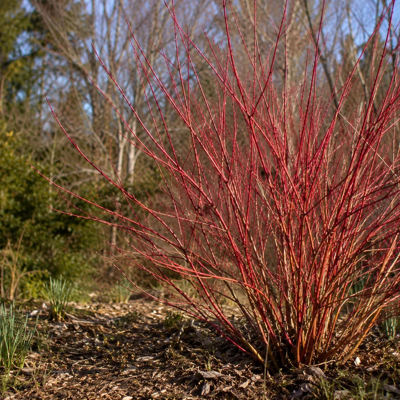 Cornouiller stolonifère ( Cornus sericea )