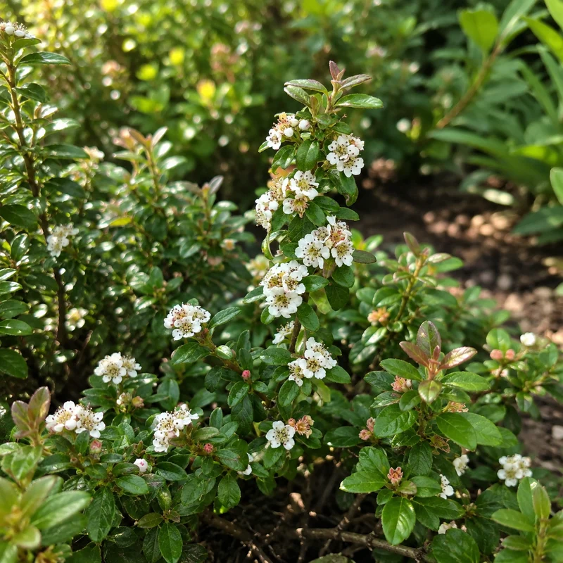 Cotonéaster ‘Emerald Sprite’ ( Cotoneaster × suecicus ‘Emerald Sprite’)