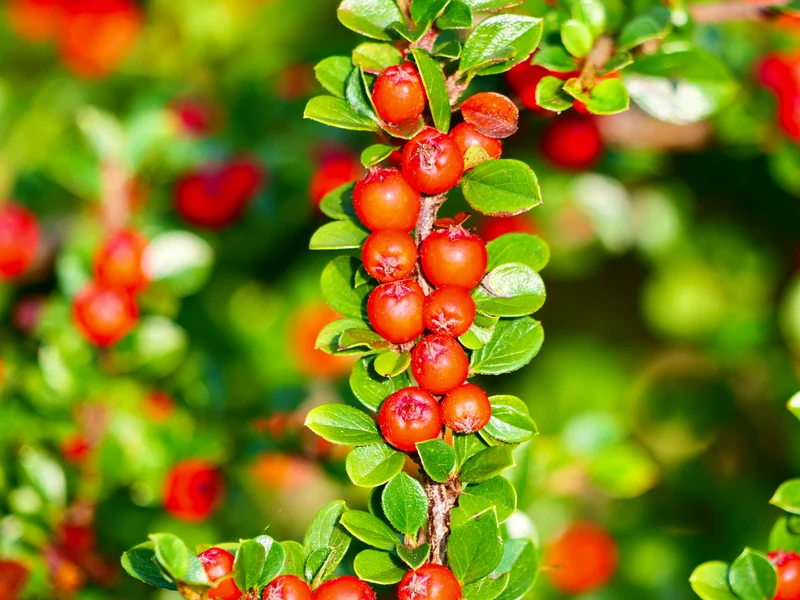 Cotonéaster rampant ‘Praecox’ ( Cotoneaster adpressus ‘Praecox’)