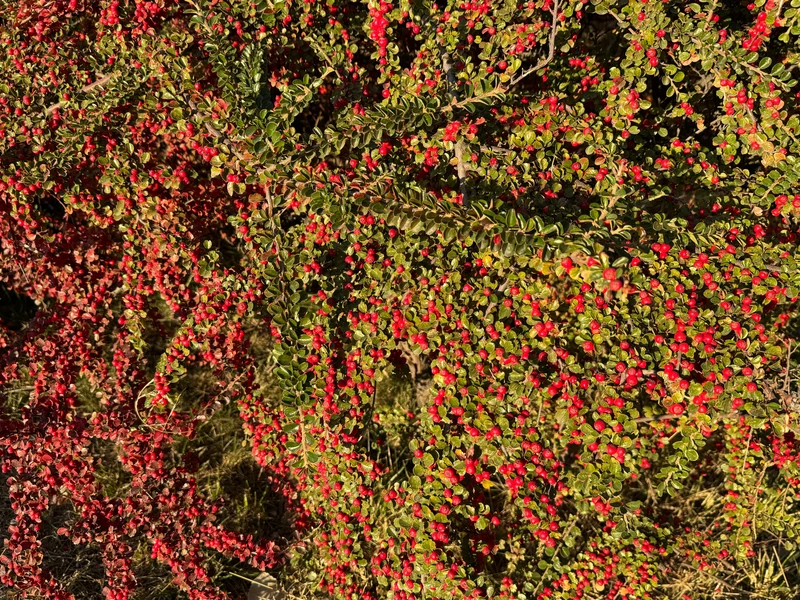 Cotonéaster à feuilles apiculées ( Cotoneaster apiculatus )