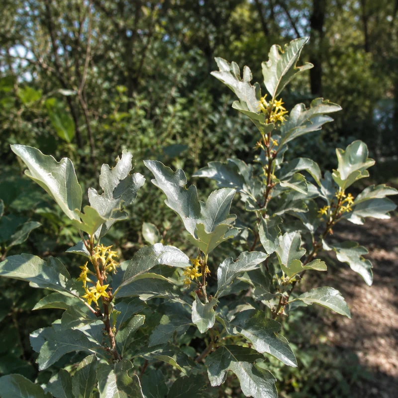 Chalef argenté ( Elaeagnus commutata )