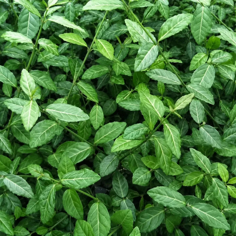 Fusain rampant ‘Coloratus’ ( Euonymus fortunei ‘Coloratus’)