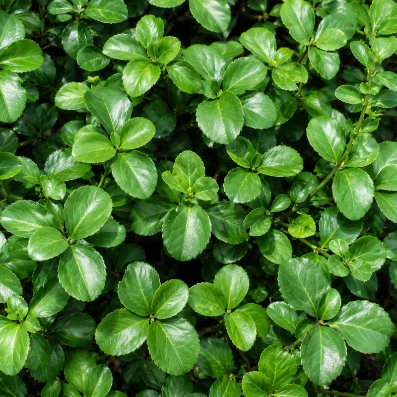 Fusain rampant ‘Sarcoxie’ ( Euonymus fortunei ‘Sarcoxie’)