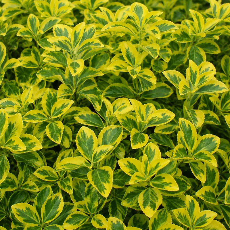 Fusain rampant ‘Sungold’ ( Euonymus fortunei ‘Sungold’)