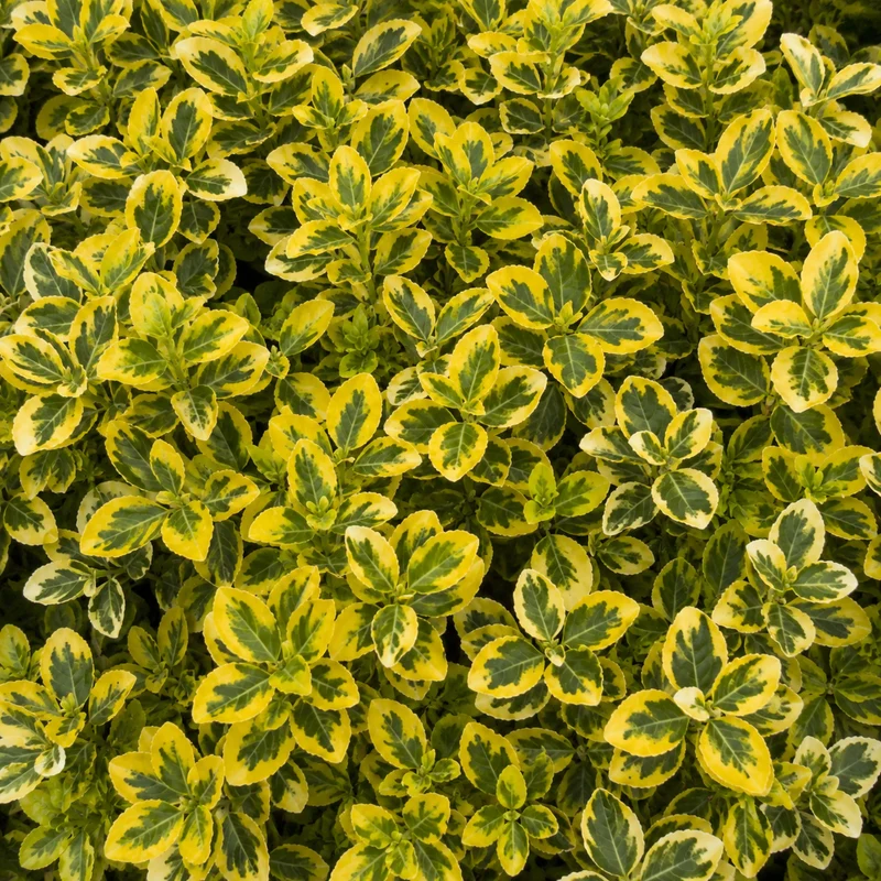 Fusain rampant ‘Sunrise’ ( Euonymus fortunei ‘Sunrise’)