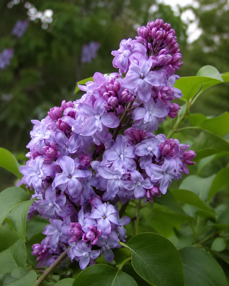 Lilas commun ‘Nadezhda’ ( Syringa vulgaris ‘Nadezhda’)