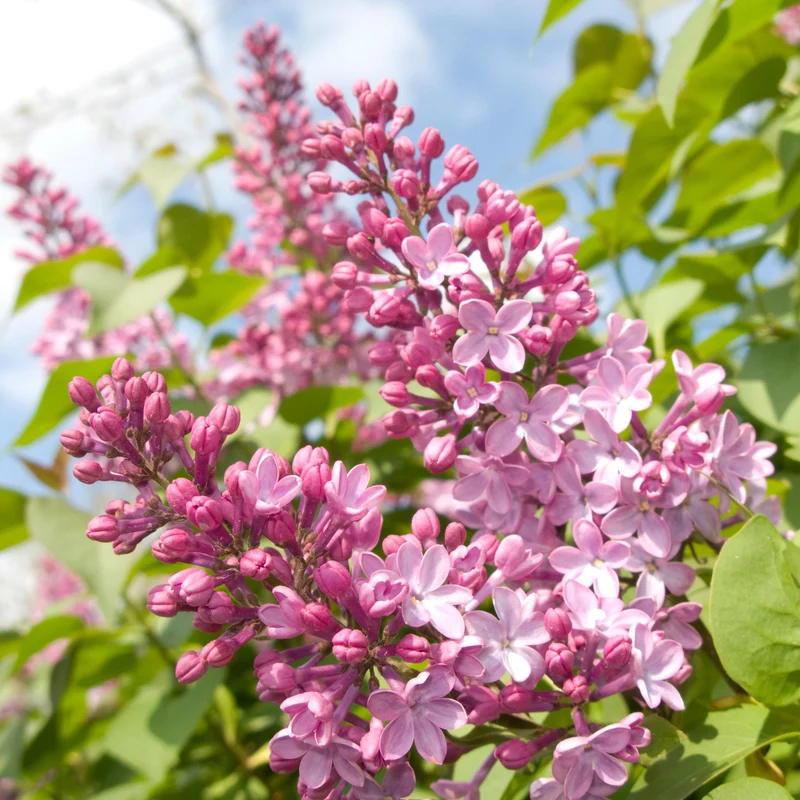 Lilas commun ‘Pride of Moscow’ ( Syringa vulgaris ‘Pride of Moscow’)