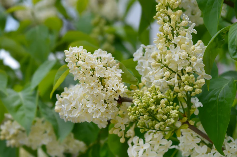 Lilas commun ‘Primrose’ ( Syringa vulgaris ‘Primrose’)