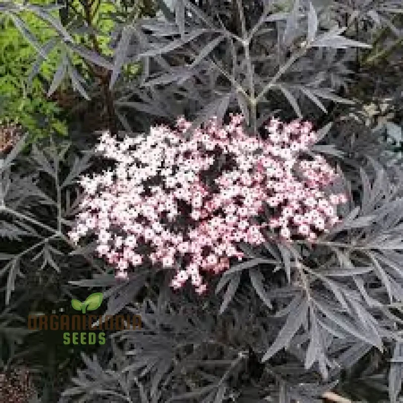 Sambucus Nigra Dark Leaf Form Seeds - Premium Gardening Variety for Stunning Dark Foliage | Buy Elderberry Seeds Online