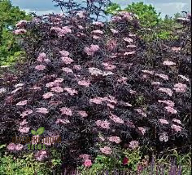 Sambucus Nigra Dark Leaf Form Seeds - Premium Gardening Variety for Stunning Dark Foliage | Buy Elderberry Seeds Online