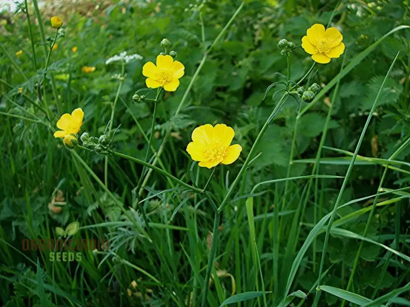 Ranunculus Gramineus Flower Seeds For Planting, Delicate Grass-Like Blooms for Your Garden"