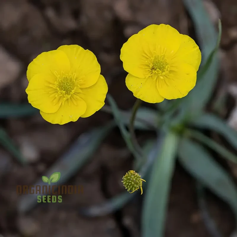 Ranunculus Gramineus Flower Seeds For Planting, Delicate Grass-Like Blooms for Your Garden"
