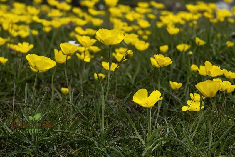 Ranunculus Gramineus Flower Seeds For Planting, Delicate Grass-Like Blooms for Your Garden"
