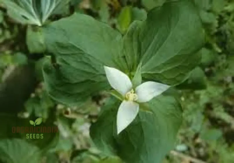 Trillium Seeds (Trillium Flexipes Seeds) - Rare Shade Perennial for Woodland Gardens