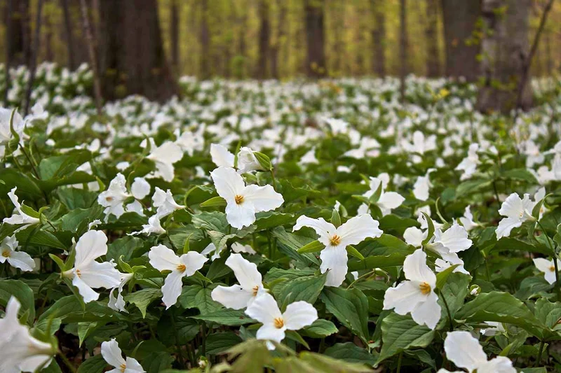 Trillium Seeds (Trillium Flexipes Seeds) - Rare Shade Perennial for Woodland Gardens