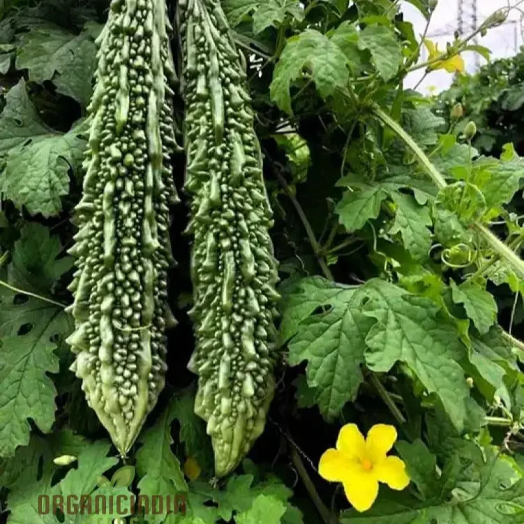 Bitter Melon - Indian Magara F1 Seeds for Gardening | Premium Quality Seeds