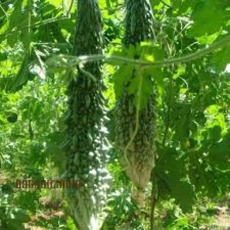 Bitter Melon - Indian Magara F1 Seeds for Gardening | Premium Quality Seeds