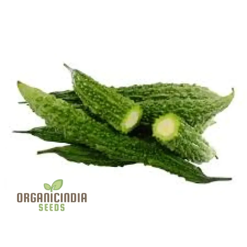 Bitter Melon - Indian Magara F1 Seeds for Gardening | Premium Quality Seeds