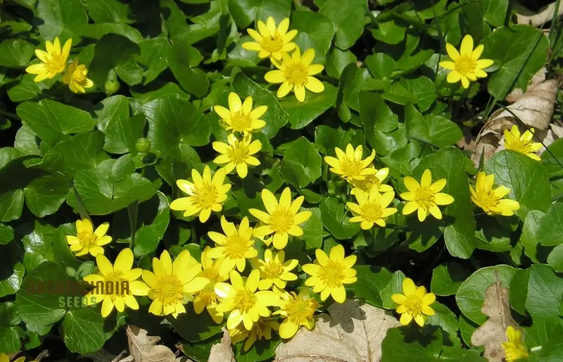 Ranunculus Ficaria Flower Seeds For Planting, Bright and Cheerful Blooms for Your Garden