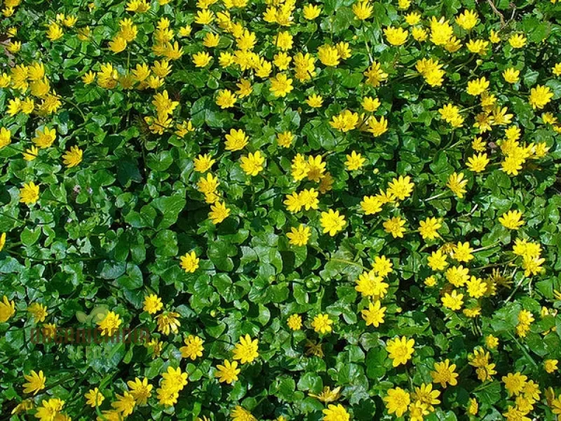 Ranunculus Ficaria Flower Seeds For Planting, Bright and Cheerful Blooms for Your Garden