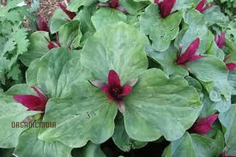 Trillium Chloropetalum Seeds - Rare Woodland Garden Perennial Seeds with Green Petals for Shade - Buy Online for Your Botanical Garden