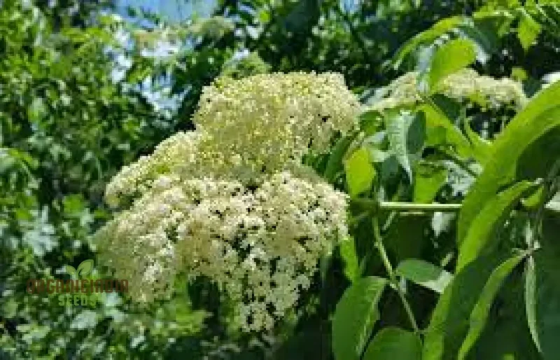 Sambucus Nigra Seeds - Premium Organic Elderberry Seeds for Gardening Enthusiasts | High Germination Rate, Non-GMO Seeds