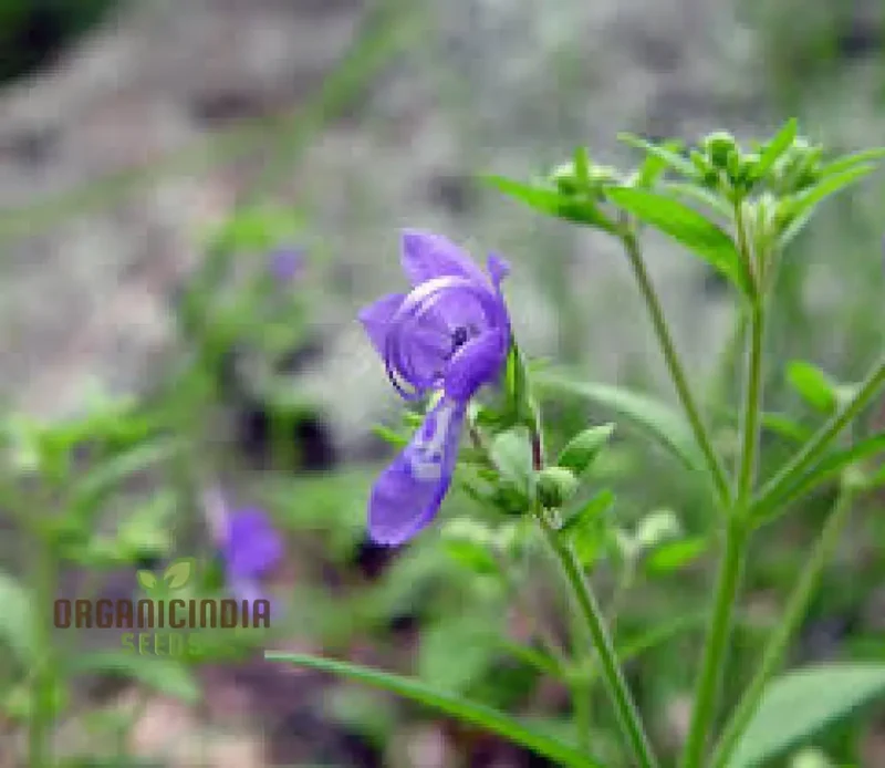 Trichostema Blue Bonnets Seeds for Vibrant Garden Blooms | Gardening Enthusiast's Choice