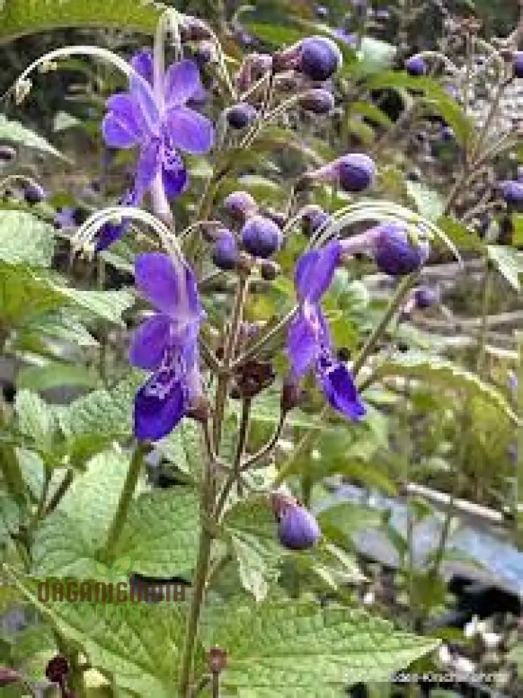 Trichostema Blue Bonnets Seeds for Vibrant Garden Blooms | Gardening Enthusiast's Choice