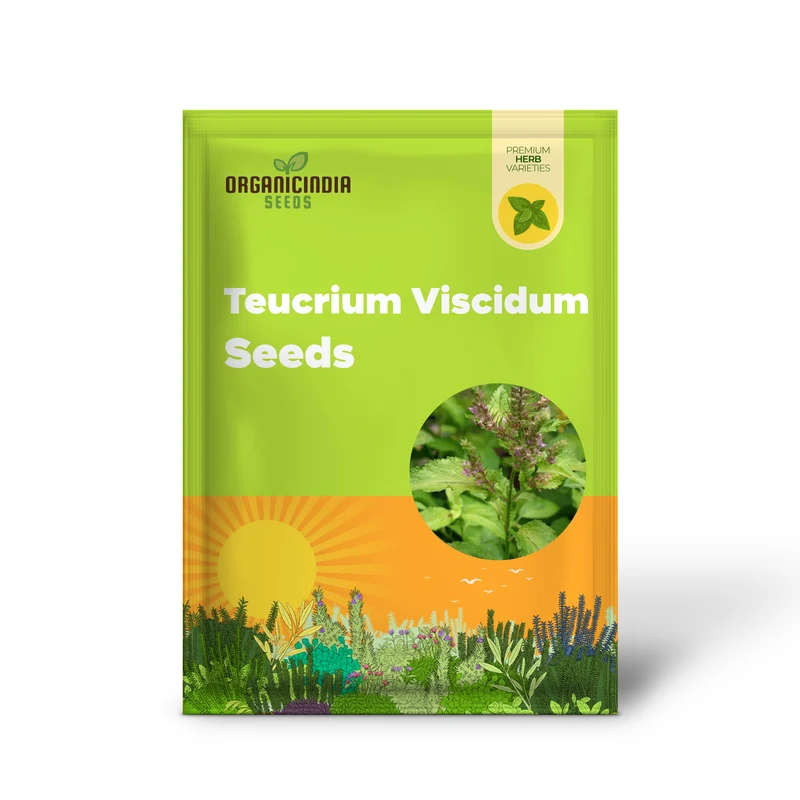 Teucrium Viscidum ‘Lemon and Lime’ Seeds – Vibrant Foliage Herb for Fresh, Lush Garden Borders