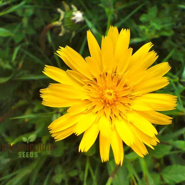 Tragopogon Pratensis Seeds for Gardening Enthusiasts | Wildflower Seed Packet for Beautiful Gardens