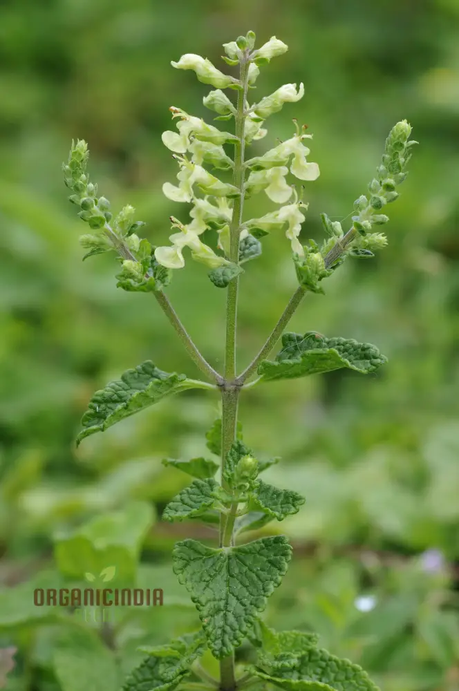 Teucrium Scorodonia Crispum Seeds – Cultivate Beauty and Diversity in Your Garden
