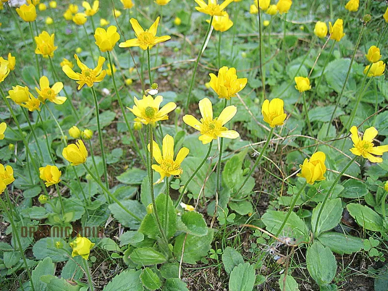 Ranunculus Bullatus Flower Seeds For Planting, Adding Unique and Bright Blooms to Your Garden
