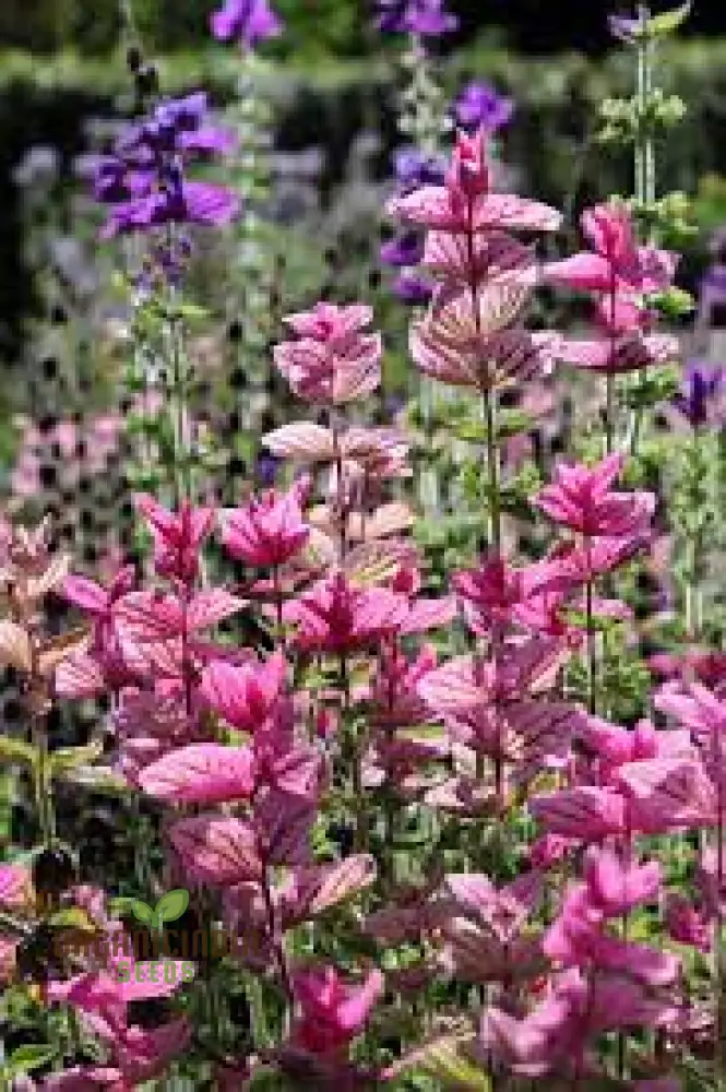 Salvia Viridis 'Pink Sundae' Seeds - Exquisite Pink Flowers for Gardening Enthusiasts