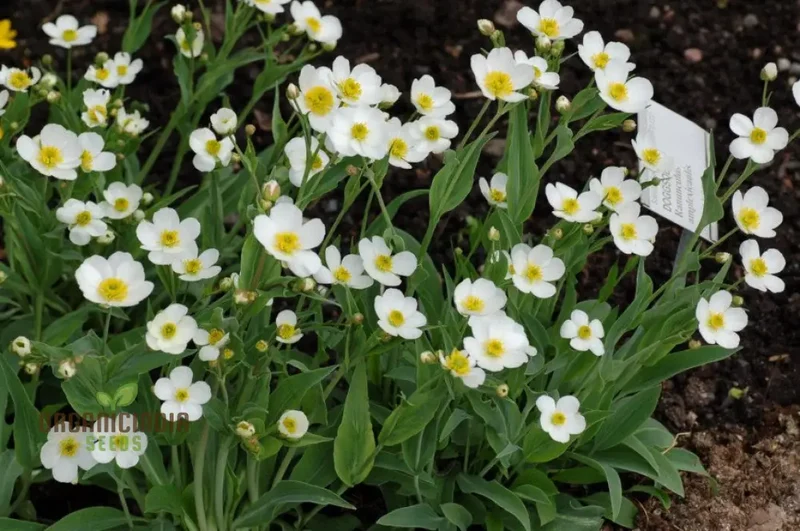 Ranunculus Amplexicaulis Flower Seeds For Planting, Cultivating Delicate and Elegant Blooms for Your Garden