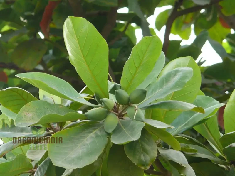 Terminalis Catappa Seeds: Explore Growth, Beauty, and Longevity in Your Gardening Experience!