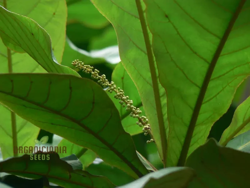 Terminalis Catappa Seeds: Explore Growth, Beauty, and Longevity in Your Gardening Experience!