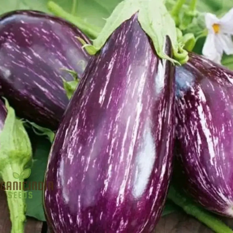 Eggplant - Tsakoniki Seeds for Gardening Enthusiasts | Premium Quality Seeds