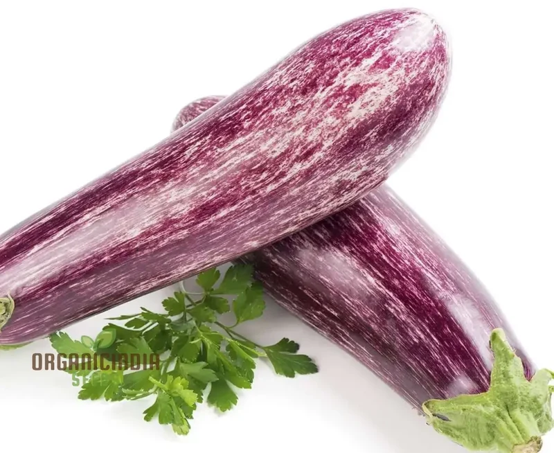 Eggplant - Tsakoniki Seeds for Gardening Enthusiasts | Premium Quality Seeds
