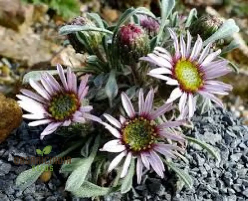 Townsendia Rothrockii Seeds for Gardening Enthusiasts - High-Quality Flower Seeds for Your Garden
