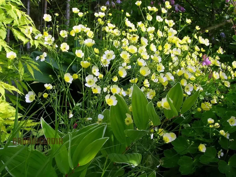 Ranunculus Acris 'Citrinus' Flower Seeds For Planting, Brightening Your Garden with Citrine Blooms