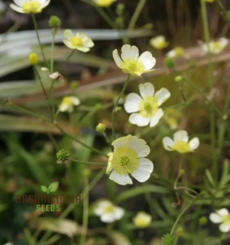 Ranunculus Acris 'Citrinus' Flower Seeds For Planting, Brightening Your Garden with Citrine Blooms