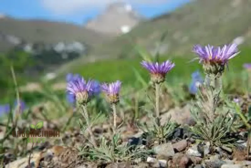 Townsendia Parryi Seeds for Exquisite Garden Blooms | Hardy Perennial Wildflower Seeds for Gardening Enthusiasts