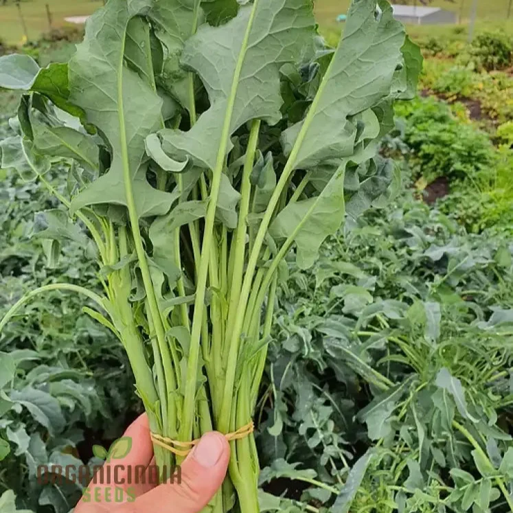 Broccoli - Leaf Spigariello Seeds for Home Gardening | Premium Quality Vegetable Seeds