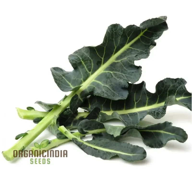 Broccoli - Leaf Spigariello Seeds for Home Gardening | Premium Quality Vegetable Seeds