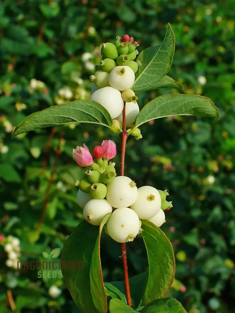 Symphoricarpos Albus Seeds â€“ Elevate Your Gardening Experience with Hardy, Ornamental Shrubs!