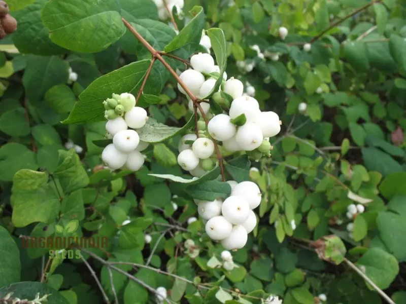 Symphoricarpos Albus Seeds â€“ Elevate Your Gardening Experience with Hardy, Ornamental Shrubs!