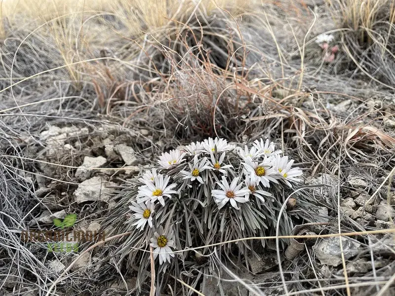 Townsendia hookeri Seeds for Gardening Enthusiasts | Rare Wildflower Seeds for Home Gardens and Landscaping