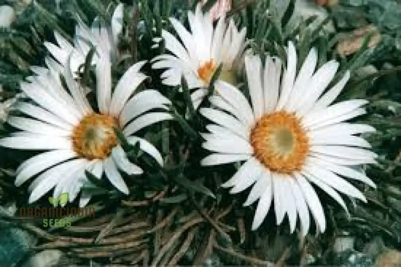 Townsendia hookeri Seeds for Gardening Enthusiasts | Rare Wildflower Seeds for Home Gardens and Landscaping